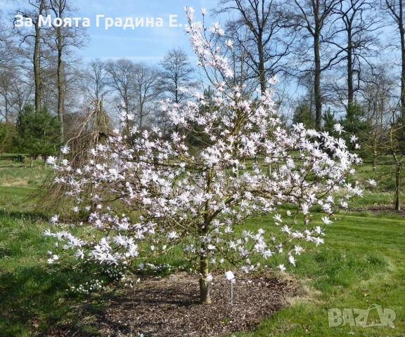 Магнолия 19 вида , снимка 13 - Градински цветя и растения - 54020432