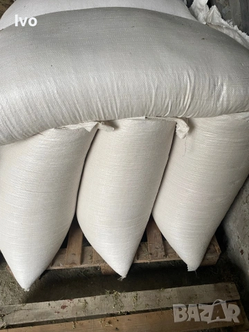 Овес пролетен oves, снимка 2 - За селскостопански - 53263301