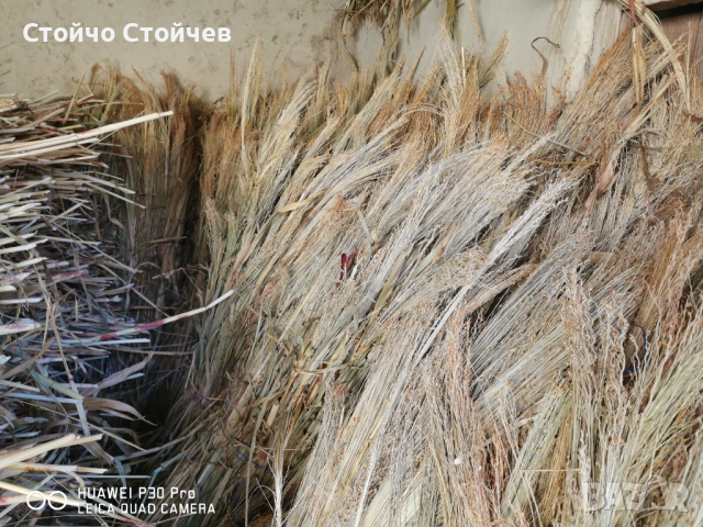 Продавам метлен клас - стара и нова реколта , снимка 7 - Индустриална техника - 52130527