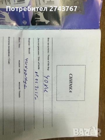 Пинчер, снимка 4 - Пинчер - 51536721