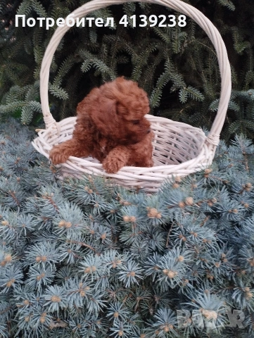 Той Пудел , снимка 5 - Пудели - 54032133