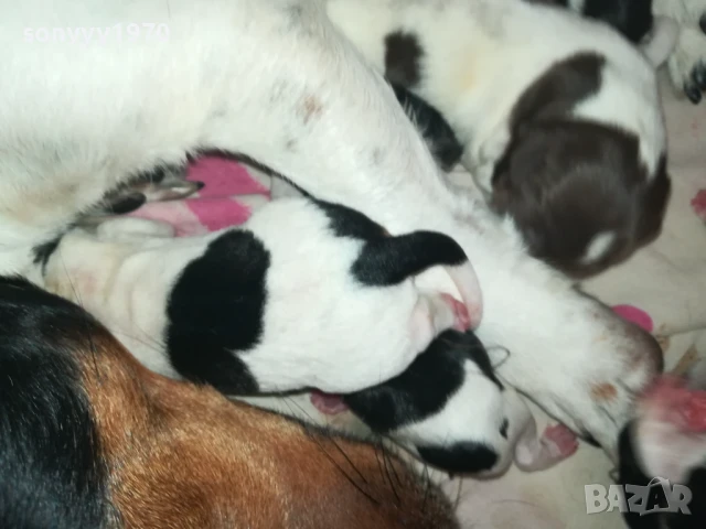 джак ръсел 1308251505, снимка 14 - Джак ръсел териер - 51353459