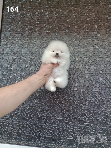 Миниатюрно мини момче. Мини Померан. Реални снимки !!! , снимка 3 - Померан - 53772615