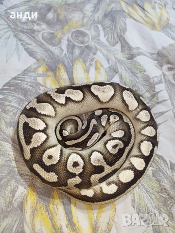 мъжки кралски питон Mojave orange dream pastel, снимка 6 - Змии - 52985615