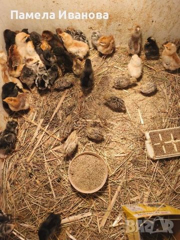 Пиленца и пъдпъдъци на една седмица 