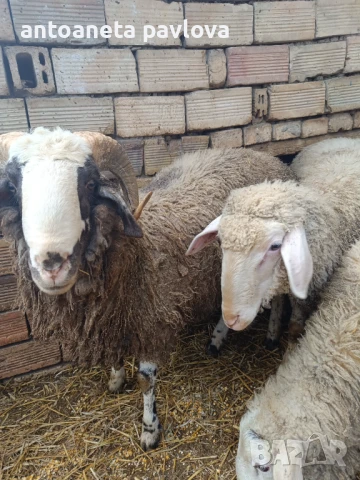 Шилета ,агнета ,кочове , снимка 8 - Овце - 41754007
