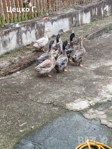 Патици , снимка 3 - Патици и гъски - 53454513