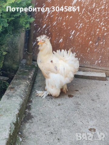 струмско петле