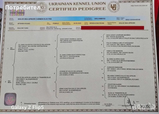 Афганистанска хрътка, снимка 6 - Хрътка - 52278095