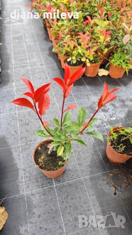 Фотиния Ред Робин, Photinia fr. Red Robin, снимка 13 - Градински цветя и растения - 49185099