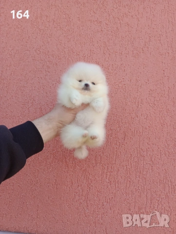 Миниатюрно мини момиче. Мини Померан. Реални снимки от 11.03.26г. 