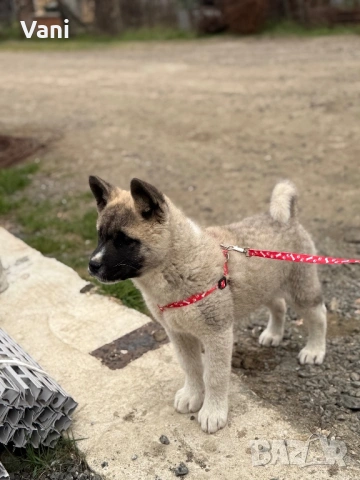 Американска акита кученца, снимка 6 - Акита - 53021892