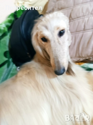 Афганистанска хрътка, снимка 3 - Хрътка - 52278095