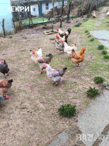 Продавам Оплодени Домашни Яйца , снимка 6 - Кокошки и пуйки - 53456186