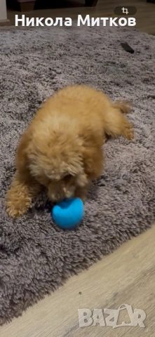 Той пудел , снимка 3 - Пудели - 53364001