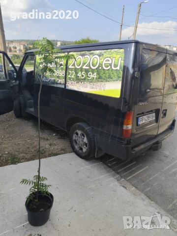 Рустифина, снимка 4 - Разсади - 50760367