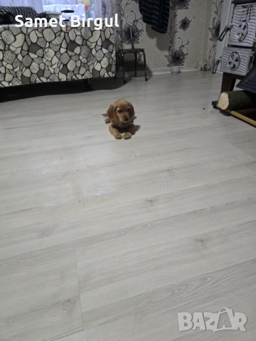 Prodavam 200 lv., снимка 12 - Кокер шпаньол - 52515067