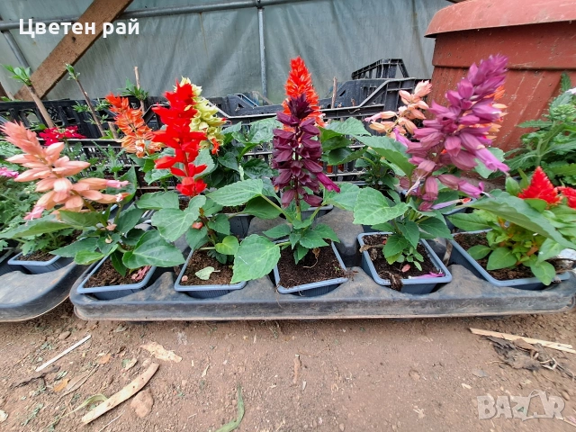 Два вида пламъче, няколко цвята , снимка 8 - Градински цветя и растения - 54282774