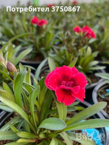 🧡💜🧡 Карамфил/Dianthus 🧡💜🧡, снимка 3 - Градински цветя и растения - 52139554