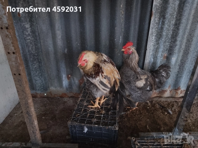 Петлета, снимка 11 - Кокошки и пуйки - 52930601