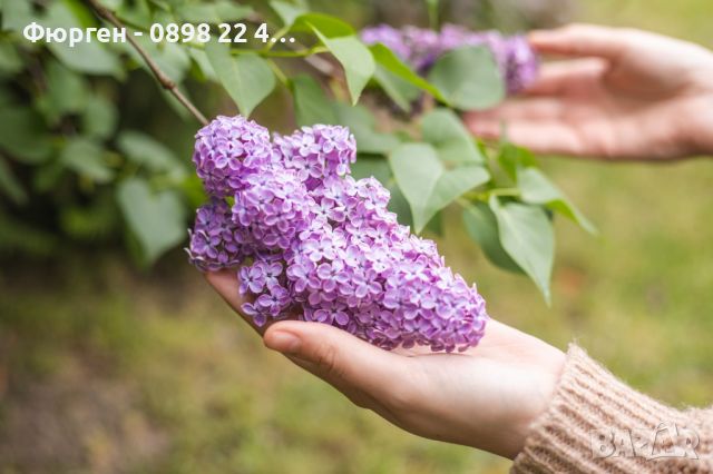 Люляк / Lilac, снимка 2 - Разсади - 39242807