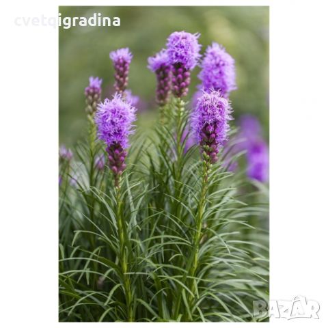 Liatris (Лиатрис), снимка 1 - Градински цветя и растения - 45842463