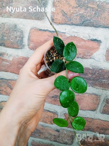 Хоя . Hoya cv Chouke , снимка 2 - Стайни растения - 51915033