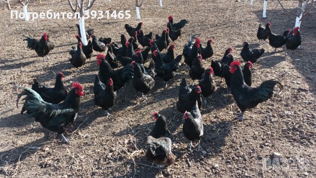 Австралорп (пиленца), снимка 1 - Кокошки и пуйки - 45283308