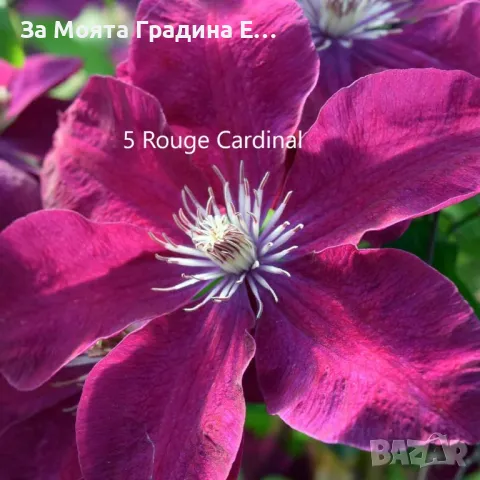 Клематис - 28 различни сорта , снимка 6 - Градински цветя и растения - 49760995