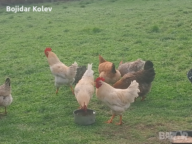 Млади петли