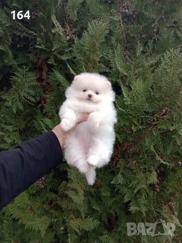 Померани. Момиченца. Реални снимки от 07.12.2025 г., снимка 6 - Померан - 52682065