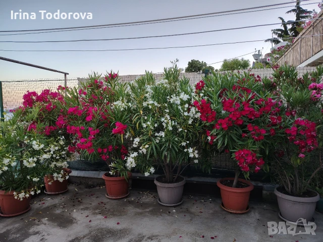 продавам олеандри, снимка 1