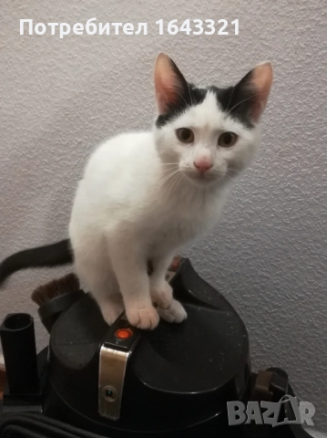 Малък сладур си търси дом (коте, котка), снимка 3 - Други - 52432213