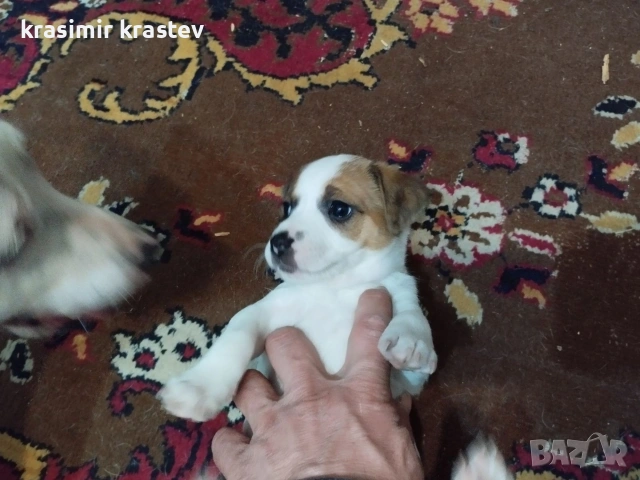 Кученца, снимка 12 - Други - 53511931