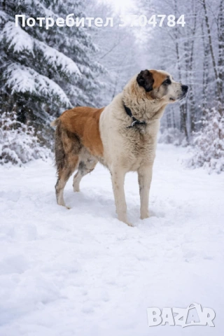 Продавам Сао алабай , снимка 3 - Алабай - 53324091
