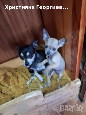 Очарователно женско Чихуахуа търси дом, снимка 2 - Чихуахуа - 52500762