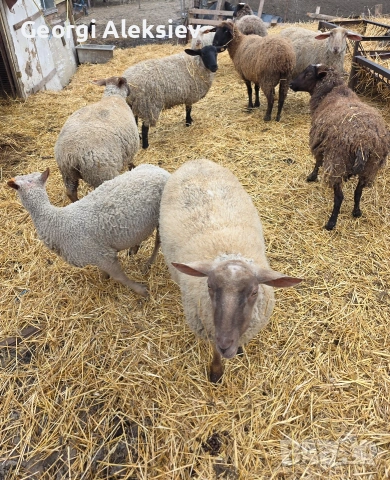 20 броя млади овце от месодайни породи, снимка 11 - Овце - 53854265