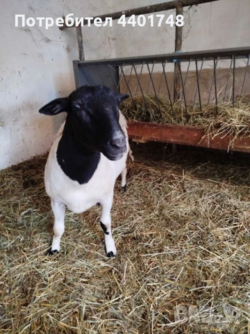 Овце Дорпер , снимка 1