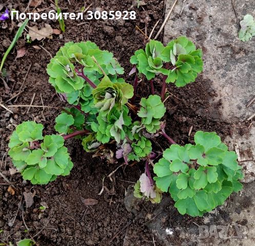Аквилегия, Кандилка, стрък с корен, снимка 2 - Градински цветя и растения - 45673066