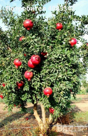 Нар , снимка 2 - Градински цветя и растения - 54221120