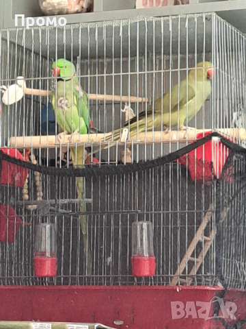 Двойка папагали малък Александър Намаление за месеца!, снимка 1 - Папагали - 45073486