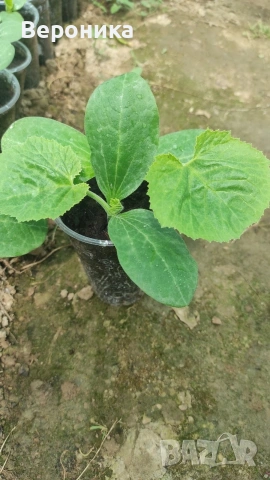 Предлагам разсад тиквички сорт Блек Бюти и Изобилна, снимка 5 - Разсади - 54194863