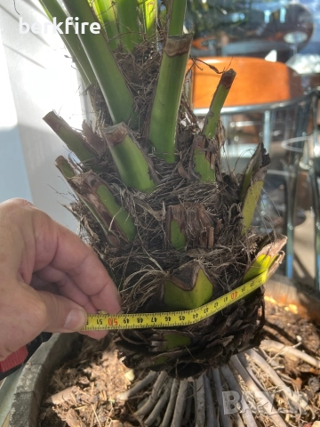 Финикова Палма , снимка 6 - Градински цветя и растения - 52943089