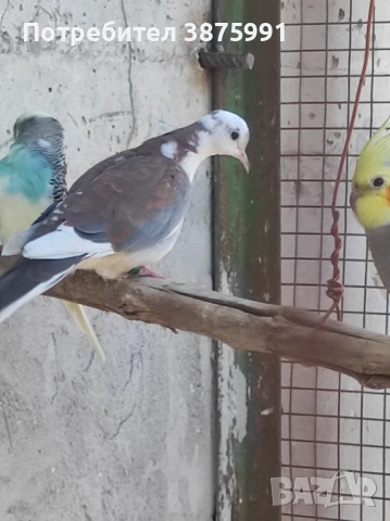 Продавам сенегалски гургулици, може и бартер, снимка 6 - Папагали - 47480982