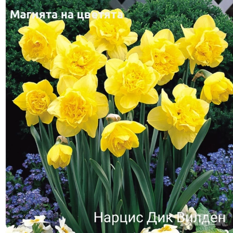 Кичести нарциси 10 сорта