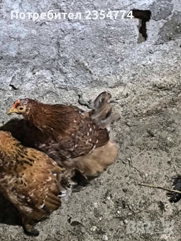кокошки мини кохини, снимка 4 - други­ - 52681882