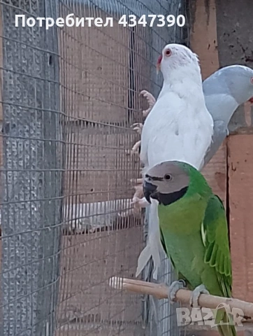 Малък Александър , снимка 4 - Папагали - 53563732