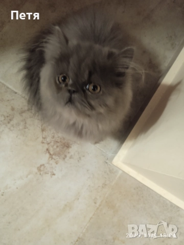 Персийски котенца