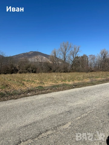 Нива с маслодайна роза