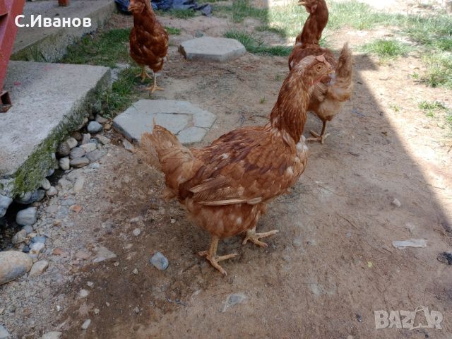 Кокошки-ЛоманБраунд, снимка 6 - други­ - 46320441